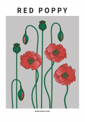 Red Poppy - National flower of Poland