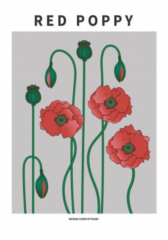 Red Poppy - National flower of Poland
