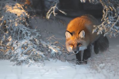 Red Fox