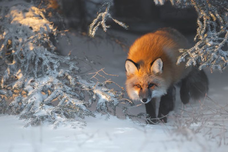 Red Fox
