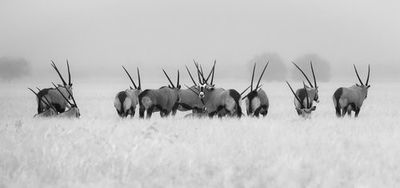 Oryx in the rain