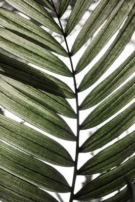 Palm Leaves 24