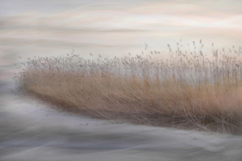 Winter Reed