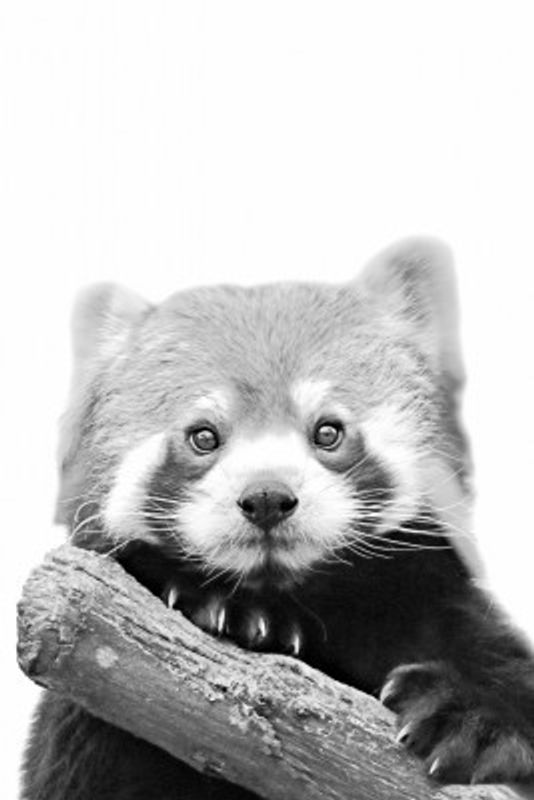 Red Panda
