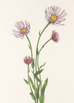 Alaska Fleabane From North American Wildflowers (1925) By Mary Vaux Walcott.