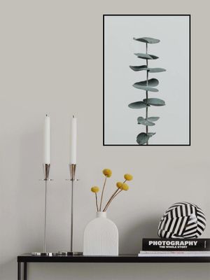 Eucalyptus Natural 09