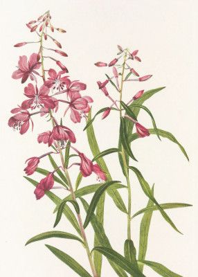 Fireweed From North American Wildflowers (1925) By Mary Vaux Walcott.