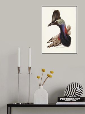 Australian Cassowary