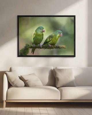 Pair o' Parakeets