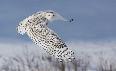 Snowy Owl