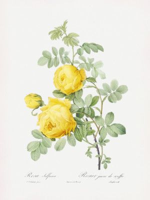 Rosa Hemisphaerica, Les Roses (1817–1824)