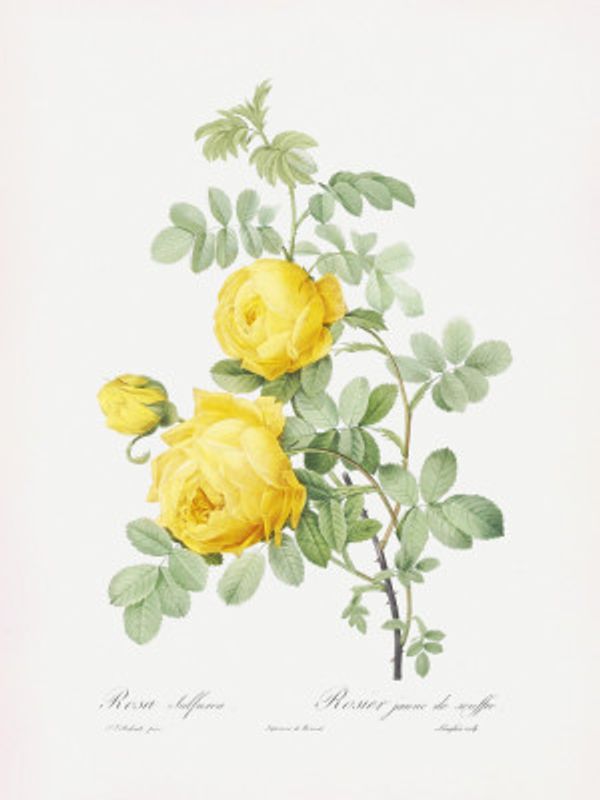 Rosa Hemisphaerica, Les Roses (1817–1824)