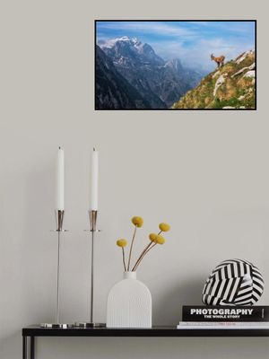 Alpine Ibex in the mountains