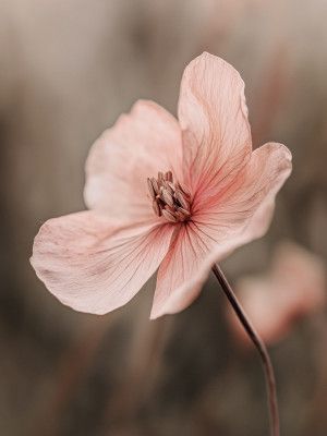 Delicate Blossom