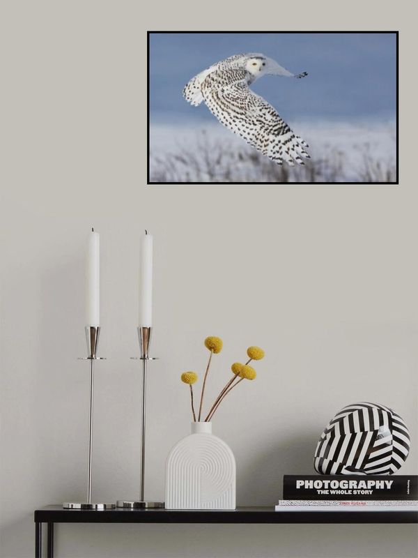 Snowy Owl
