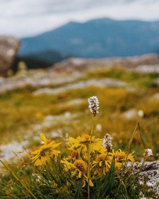 Rocky Mountain Wildflowers