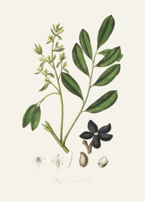 Lualsia Simarula Medical Botany