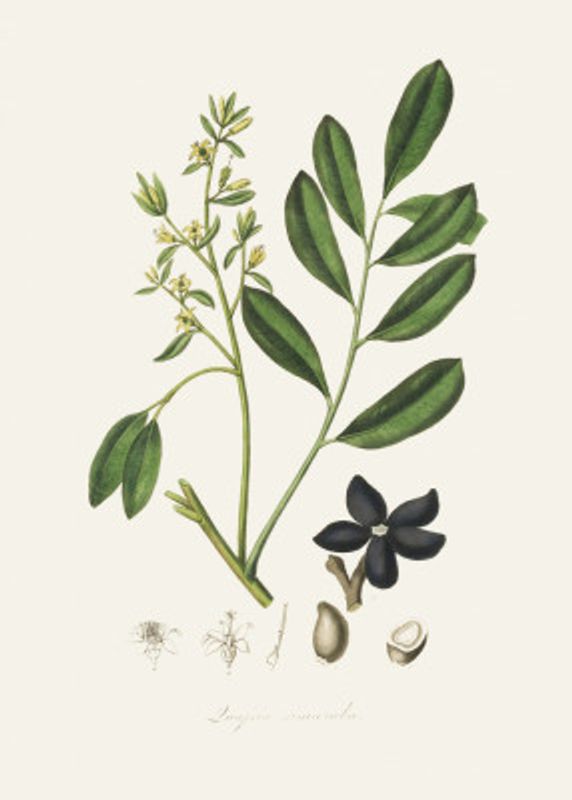 Lualsia Simarula Medical Botany