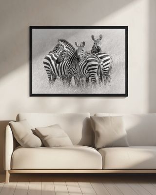Zebras