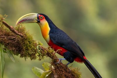 Red-breasted Toucan