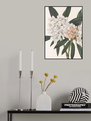 Rosebay Rhododendron From North American Wildflowers (1925) By Mary Vaux Walcott.