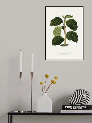 Green Anoechtochilus Setaceus Leaf Illustration