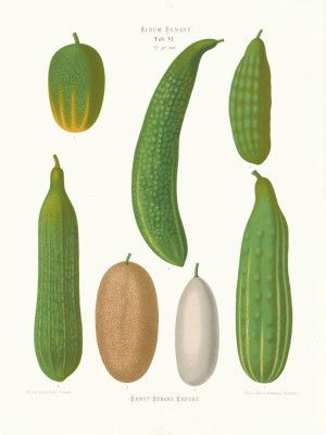 Cucumbers From Album Benary (1876 1886) By Ernst Benary