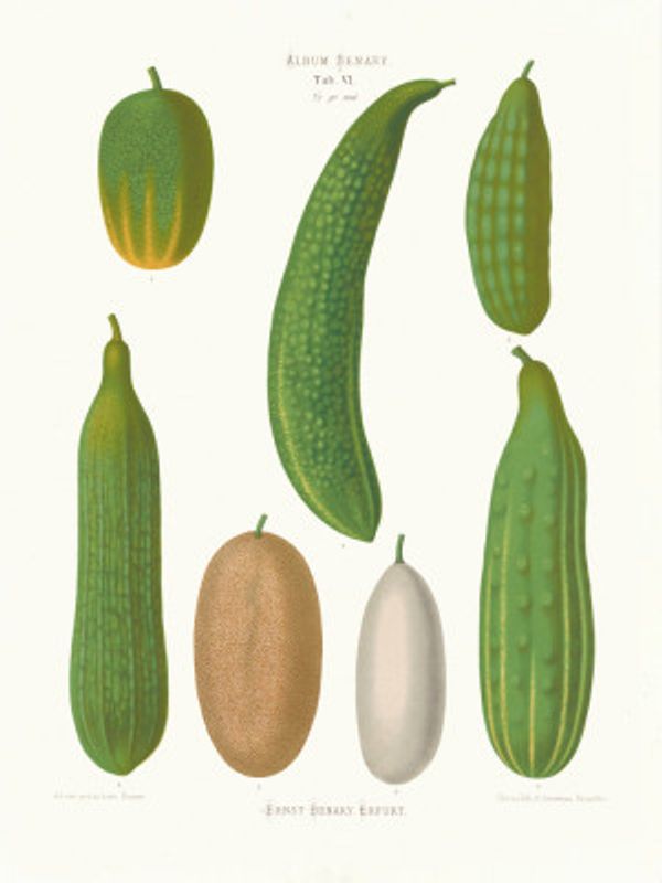 Cucumbers From Album Benary (1876 1886) By Ernst Benary