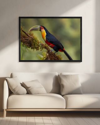 Red-breasted Toucan