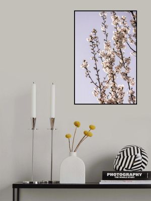 Bright Cherry Blossoms
