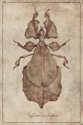 Phyllium Siccifolium Copy