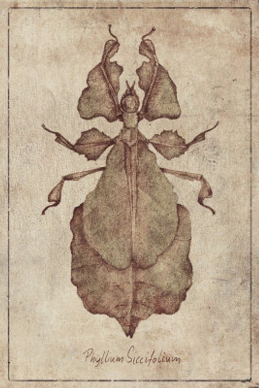 Phyllium Siccifolium Copy