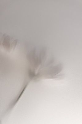 Blurred Flowers 1 018a5454