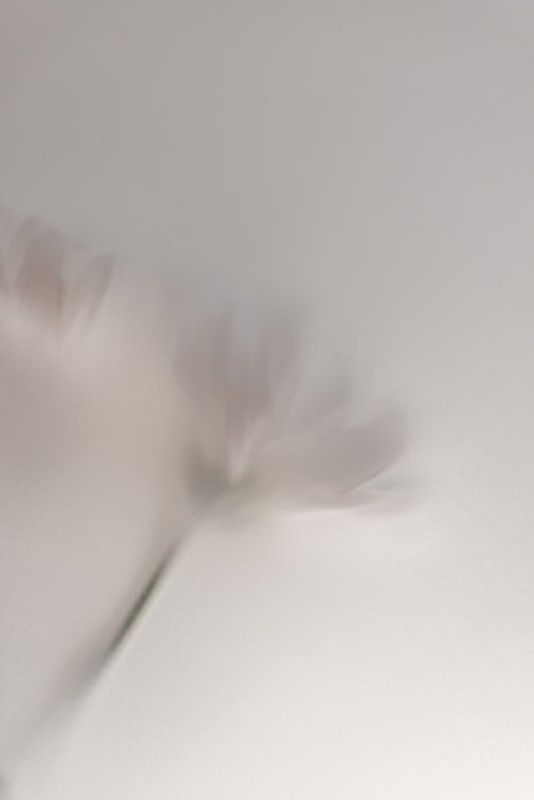 Blurred Flowers 1 018a5454