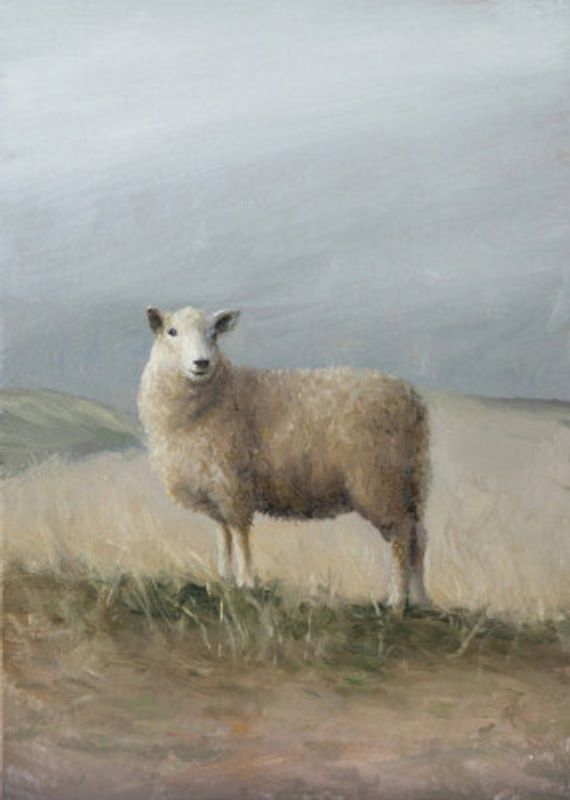 Sheep Study