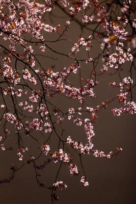 Soft Glowing Blossoms