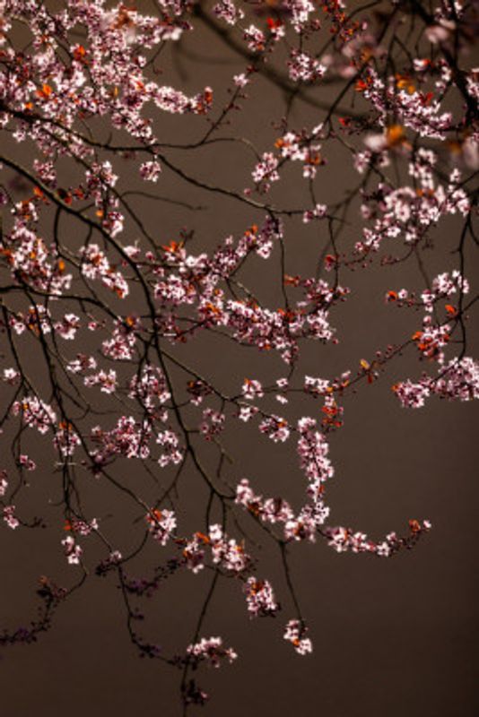 Soft Glowing Blossoms