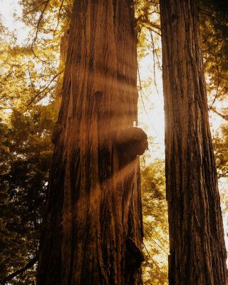 Redwood Forest Sunbeams V