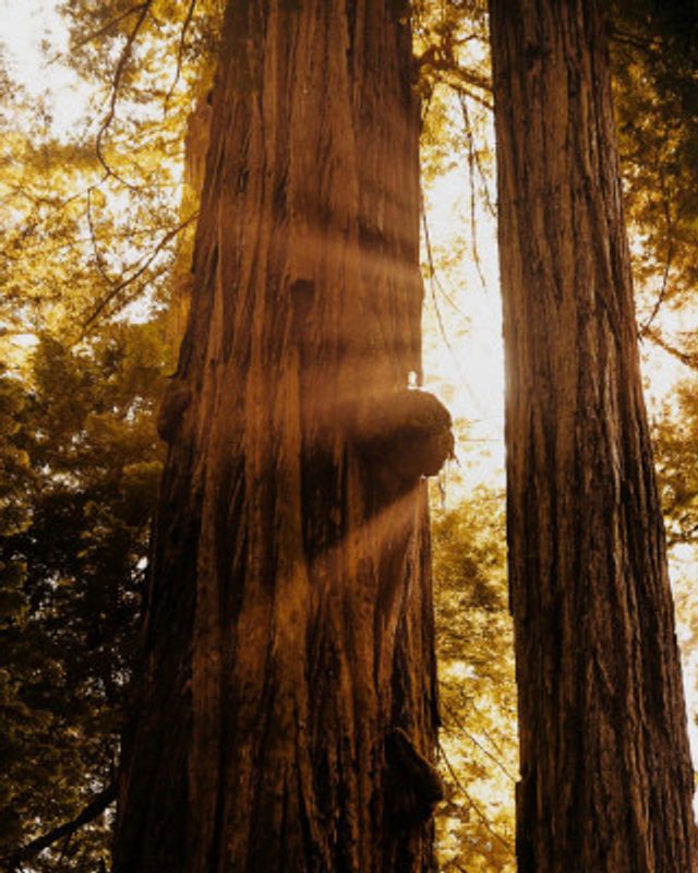 Redwood Forest Sunbeams V