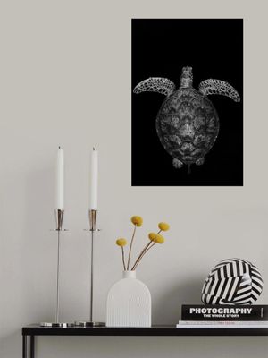 Green turtle on black and white