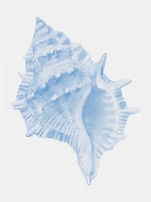 One Blue Conch