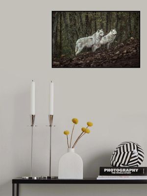 Meeting with white Wolves