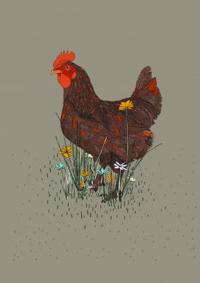 Rooster in the Meadow