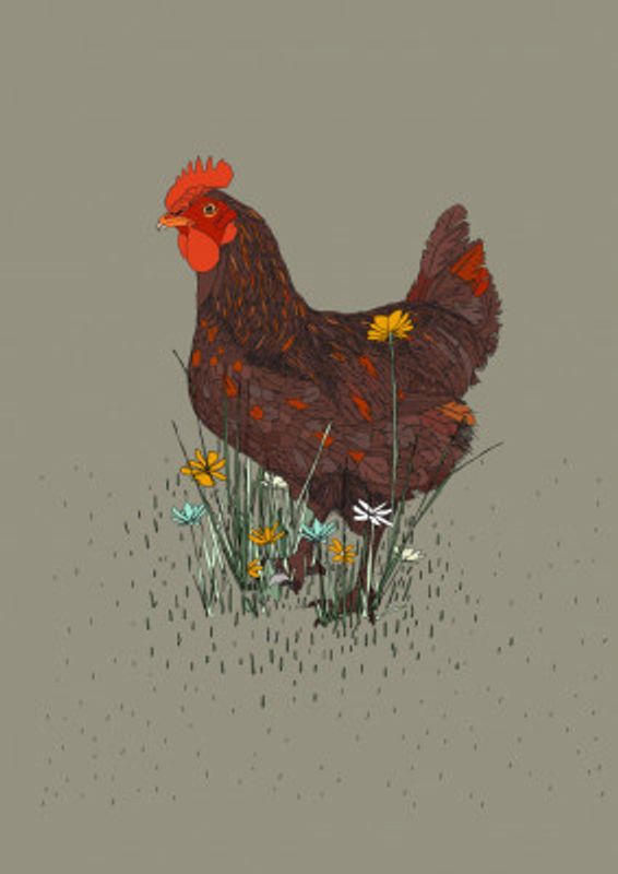 Rooster in the Meadow