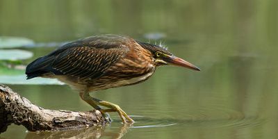 Wading Into The Unknown