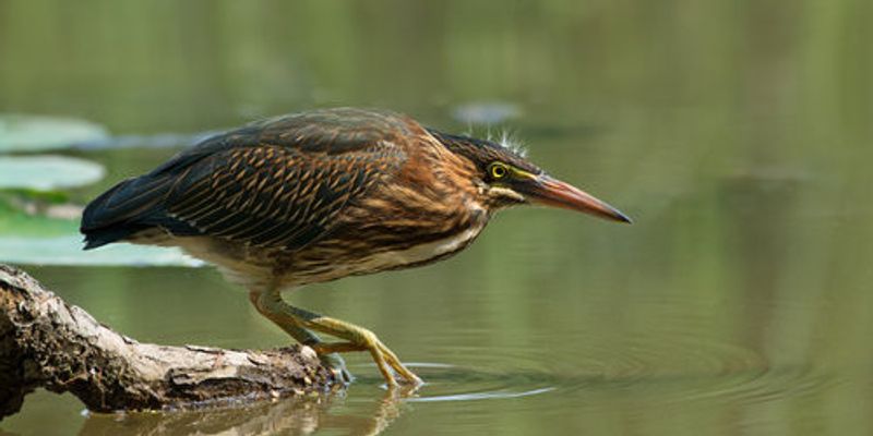 Wading Into The Unknown