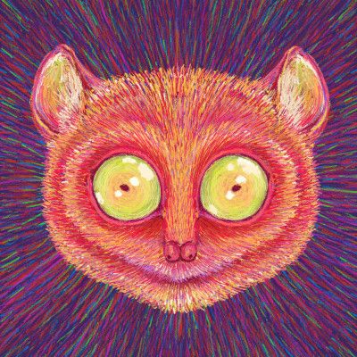 Animal Face   Tarsier