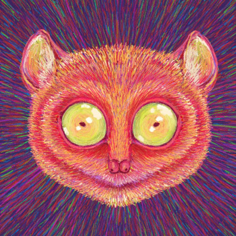 Animal Face   Tarsier