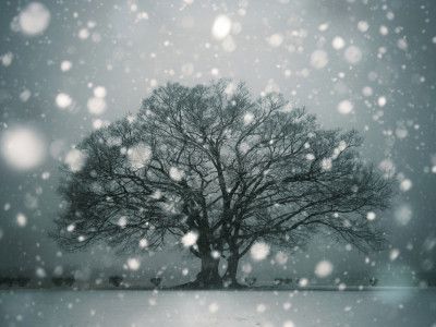 A Tree Breathing in the Snow