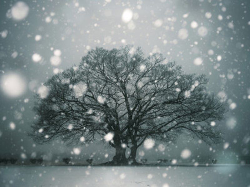 A Tree Breathing in the Snow